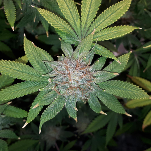 Original Sensible Seeds Pink Gorilla Image 6